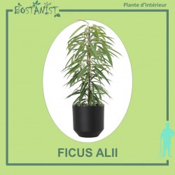 FICUS ALII