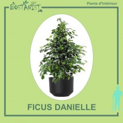 FICUS DANIELLE