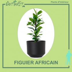 FIGUIER AFRICAIN
