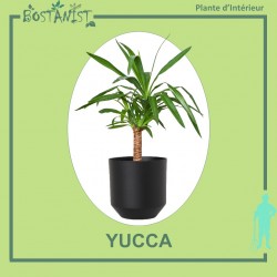 YUCCA