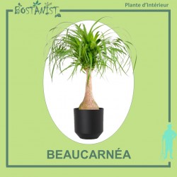 BEAUCARNÉA