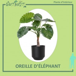 OREILLE D’ÉLÉPHANT